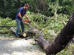 How Our Tree Care Process Works  in  Bothell East, WA