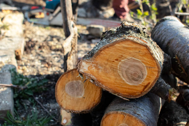 Bothell East, WA Tree Removal Services Company